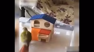 Đã tìm ra chú chim thông minh, láu cá nhất hành tinh