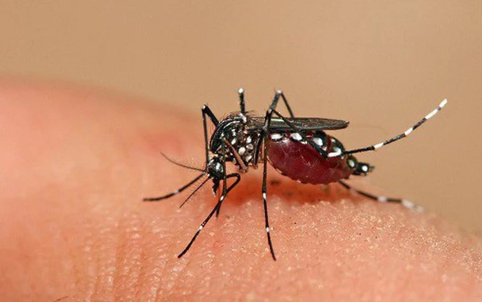 Virus Dengue gây bệnh sốt xuất huyết lây truyền qua đường muỗi đốt (Ảnh minh họa)