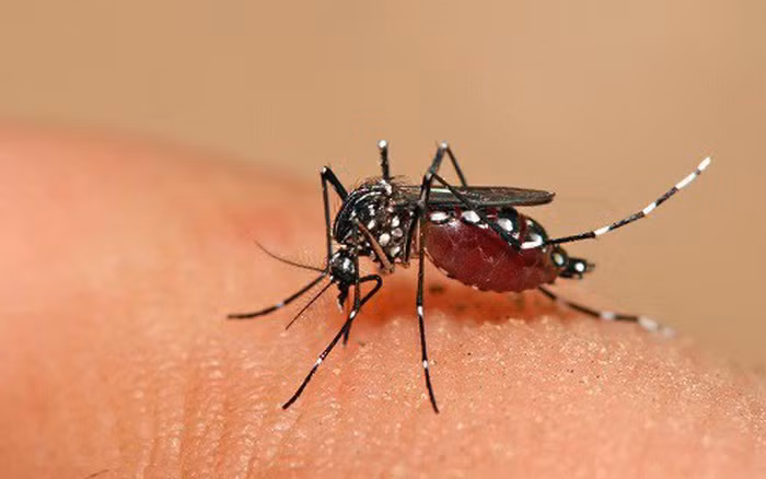 Virus Dengue gây bệnh sốt xuất huyết lây truyền qua đường muỗi đốt (Ảnh minh họa)