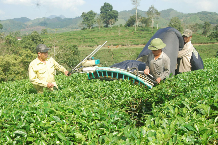 Người dân sử dụng máy để thu hoạch chè. Ảnh: Đình Hà Người dân sử dụng máy để thu hoạch chè. Ảnh: Đình Hà