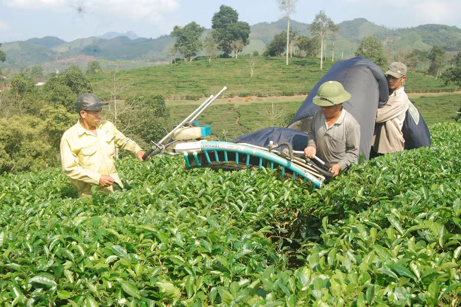 Người dân sử dụng máy để thu hoạch chè. Ảnh: Đình Hà