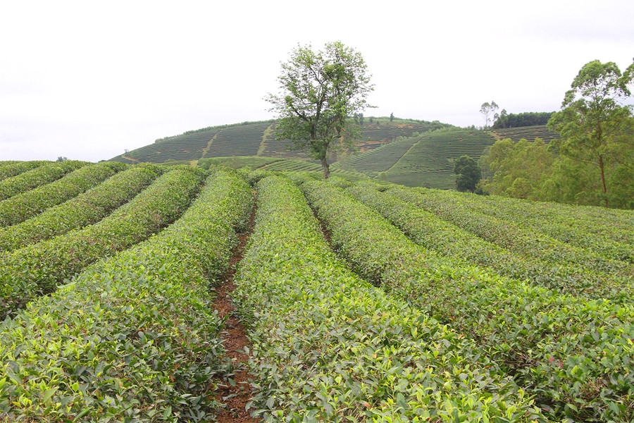 Những đồi chè xanh mướt ở xã Hùng Sơn, huyện Anh Sơn. Ảnh: Phạm Tâm. Những đồi chè xanh mướt ở xã Hùng Sơn, huyện Anh Sơn. Ảnh: Phạm Tâm.