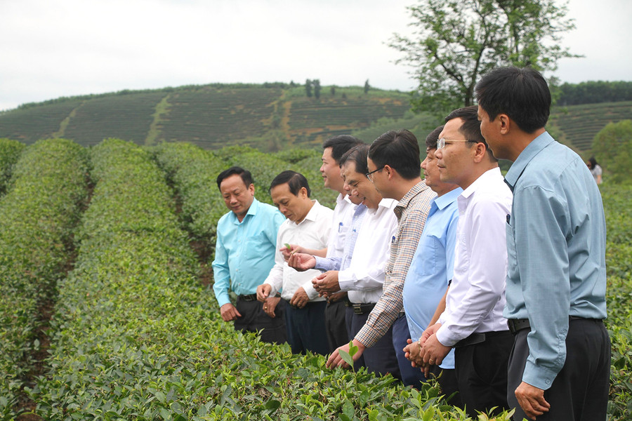 Hội nông dân tỉnh Nghệ An tham quan mô hình trồng chè ở huyện Anh Sơn. Ảnh: Phạm Tâm. Hội nông dân tỉnh Nghệ An tham quan mô hình trồng chè ở huyện Anh Sơn. Ảnh: Phạm Tâm.