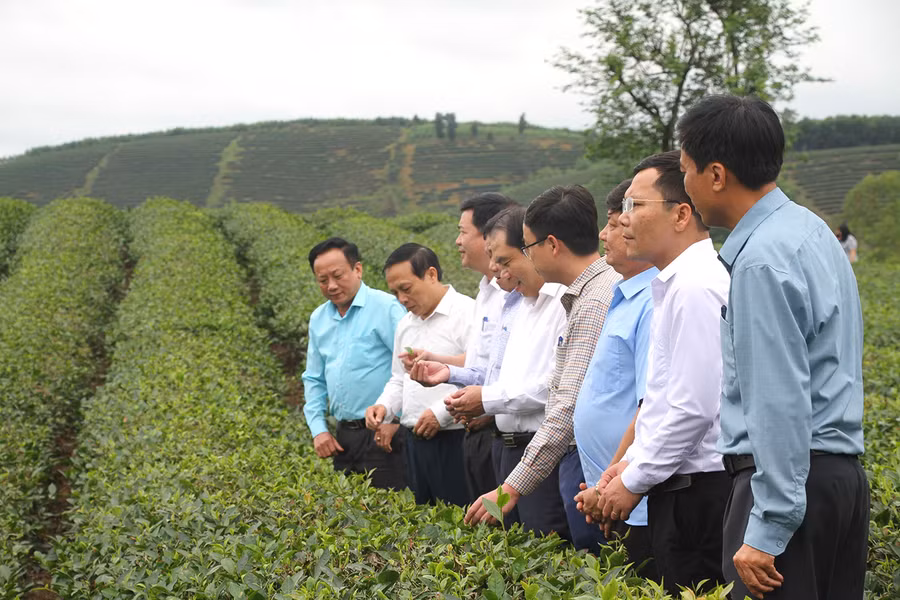 Hội nông dân tỉnh Nghệ An tham quan mô hình trồng chè ở huyện Anh Sơn. Ảnh: Phạm Tâm.