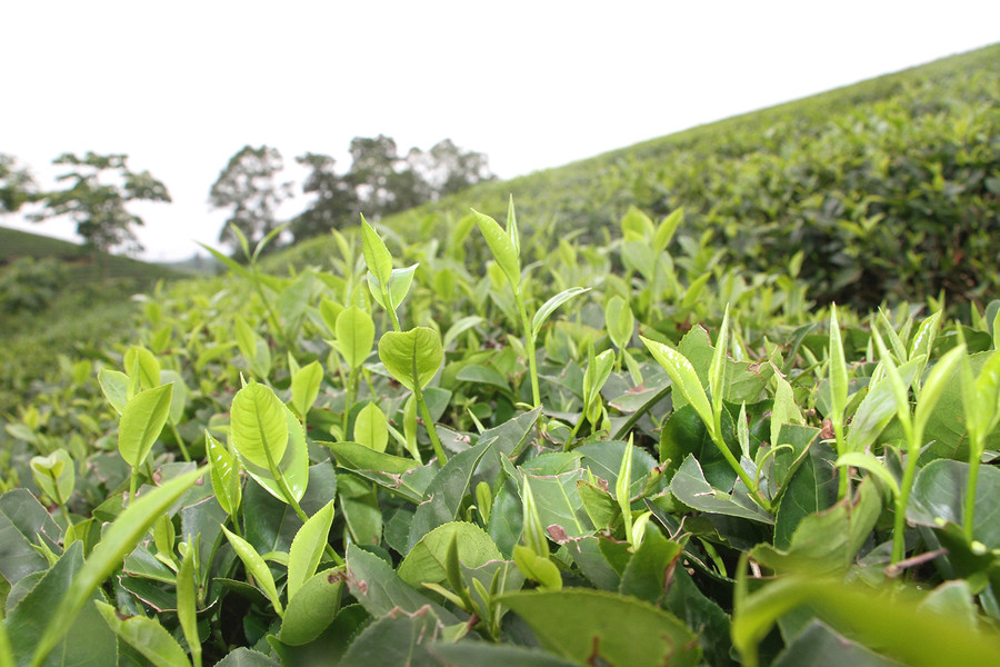 Hiệu quả kinh tế mà cây chè mang lại đang giúp cuộc sống người địa phương khấm khá hơn. Ảnh: Phạm Tâm. Hiệu quả kinh tế mà cây chè mang lại đang giúp cuộc sống người địa phương khấm khá hơn. Ảnh: Phạm Tâm.