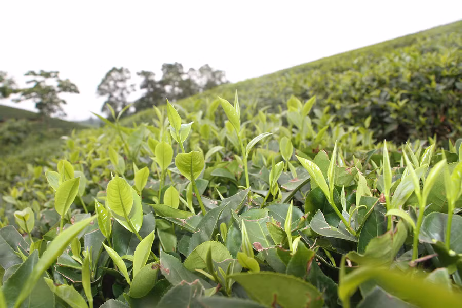 Hiệu quả kinh tế mà cây chè mang lại đang giúp cuộc sống người địa phương khấm khá hơn. Ảnh: Phạm Tâm.