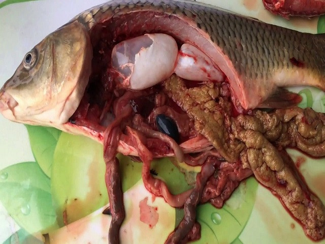 Ăn hải sản đừng giữ lại những bộ phận này, coi chừng nhiễm độc kim loại nặng ảnh 1 Empty