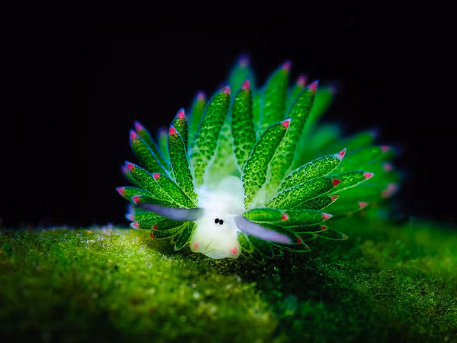 3 loại sinh vật biển kì lạ khiến ai nhìn thấy cũng muốn ôm về làm thú cưng - Ảnh 6.