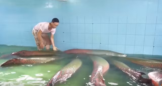 Đàn cá hải tượng của gia đình ông Đặng Văn Ninh