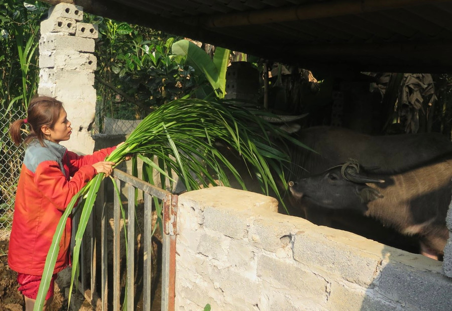 Bà Liêu Thị Ninh, xóm Hiệp Hòa, xã Phủ Lý, huyện Phú Lương chăm sóc trâu giống được nhận hỗ trợ.