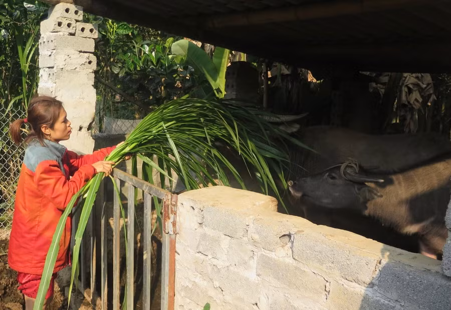 Bà Liêu Thị Ninh, xóm Hiệp Hòa, xã Phủ Lý, huyện Phú Lương chăm sóc trâu giống được nhận hỗ trợ.