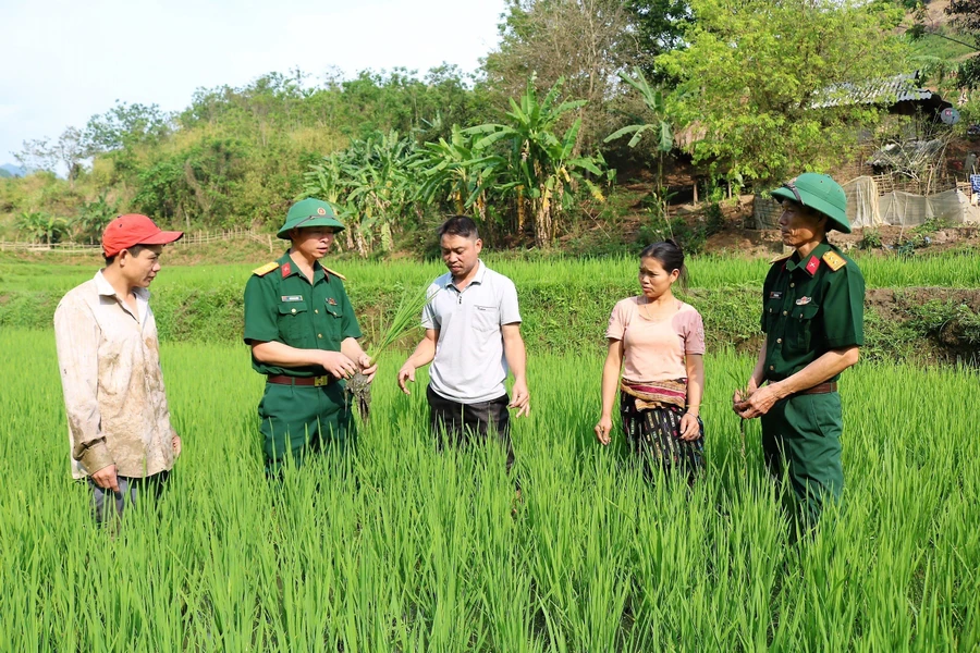 Người dân Mường Lát được bộ đội hướng dẫn trồng lúa cho năng suất cao. (Ảnh: NT).