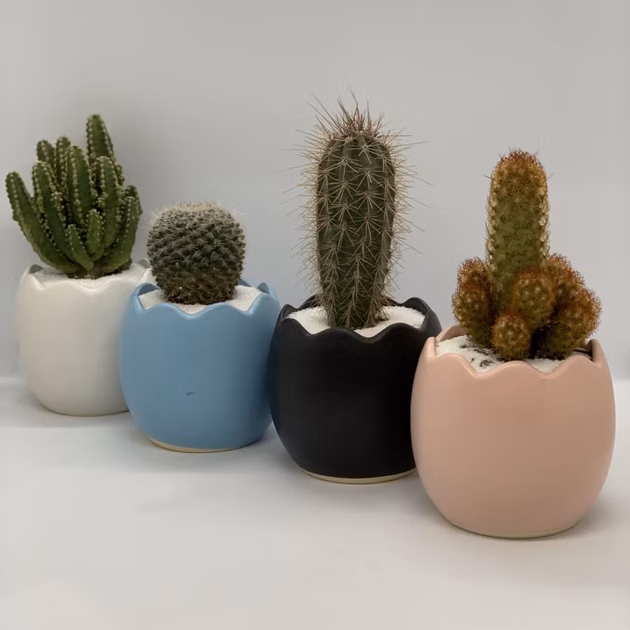 5 loại cây “phong thuỷ xấu” tuyệt đối không nên trồng trong nhà ảnh 1