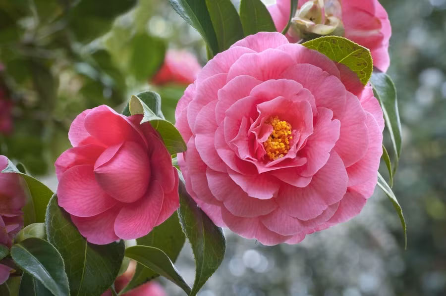 3 con giáp vận may hanh thông trong tuần mới từ 9/1-15/1