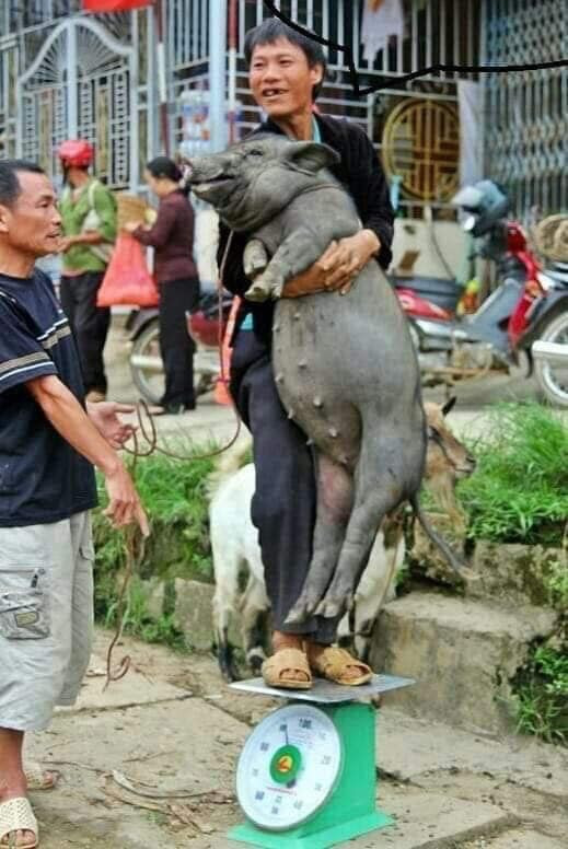 Cân vậy đã chuẩn chưa ạ.