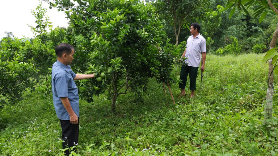 Nhiều hộ thoát nghèo từ mô hình kinh tế VAC