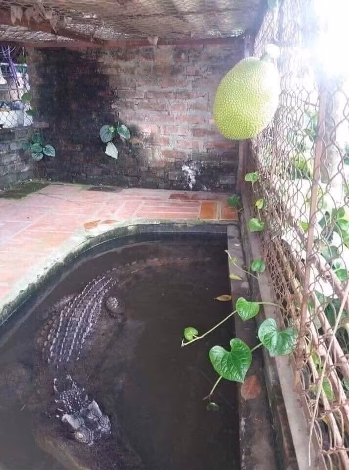 Cây mít vừa bói quả đầu tiên. Giờ chín rồi biết thu hoạch làm sao?