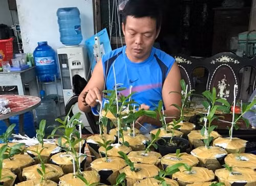 Hiện anh Tuyên đang tiếp tục nhân giống để bán ra thị trường. Ảnh: NVCC.