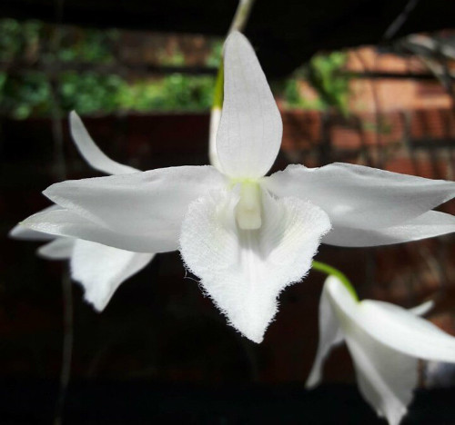 Anh Tuyên cho biết lan đột biến càng một màu trắng muốt (càng ít lem màu) thì càng quý. Anh Tuyên cho biết, lan đột biên thường sẽ rất đẹp khi năm cánh hoa đều có một màu: trắng, đỏ, hoặc tím. Ảnh: NVCC