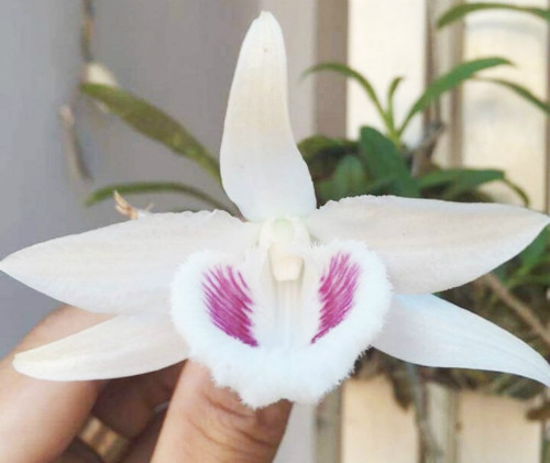 Hình ảnh cây lan giá 6,8 tỷ được anh Tuyên bán cho câu lạc bộ lan đột biến sông Hàn. Hình ảnh cây lan giá 6,8 tỷ được anh Tuyên bán cho câu lạc bộ lan đột biến sông Hàn. Ảnh: NVCC.