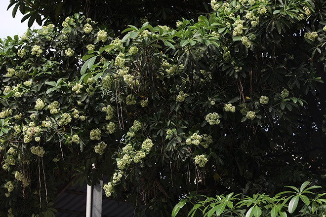 Vì sao hoa sữa Hà Nội nở trái mùa? ảnh 2 Hoa sữa đã nở nhiều dù mới chớm hè. Ảnh: Ngọc Thành.