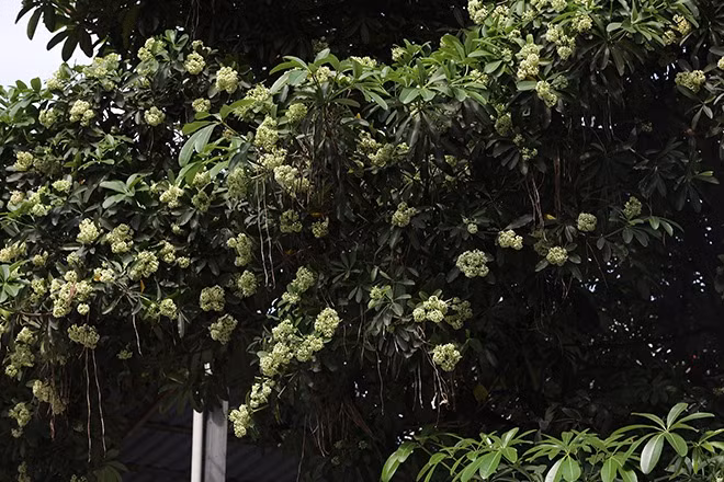 Hoa sữa đã nở nhiều dù mới chớm hè. Ảnh: Ngọc Thành.