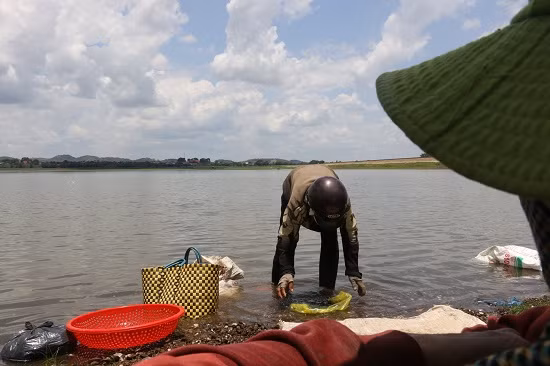 Họ rửa sạch, đổ vào bao mang về ăn hoặc mang đi bán để nuôi sống gia đình.