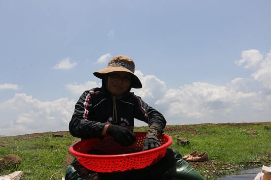 Khi thau nhựa đã đầy, những người đàn ông đưa hến vào bờ để những người phụ nữ đãi sạch đưa đi bán.