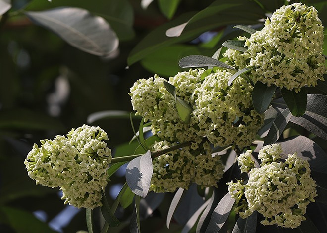 Vì sao hoa sữa Hà Nội nở trái mùa? ảnh 1 Hoa sữa trên phố Trần Duy Hưng. Ảnh: Ngọc Thành.