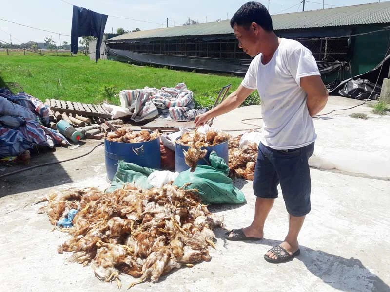 Gà bị chết chất đống trong trang trại.