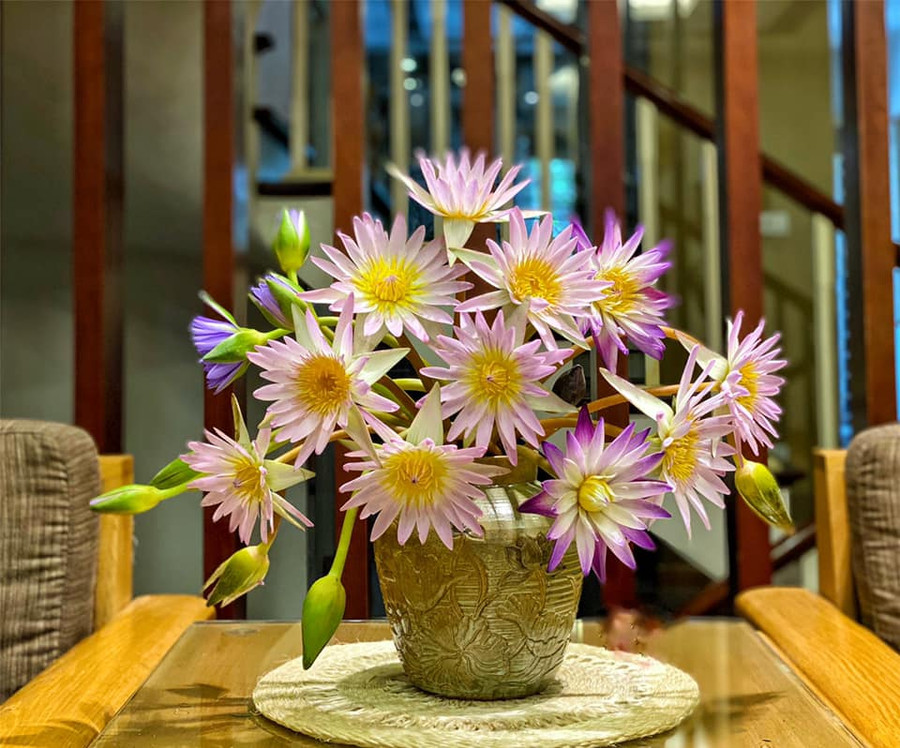 Cách dưỡng và cắm hoa súng đẹp "vạn người mê" của mẹ đảm ở Hà Nội ảnh 12