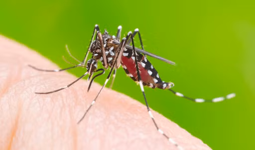  Mầm mống của sốt xuất huyết 