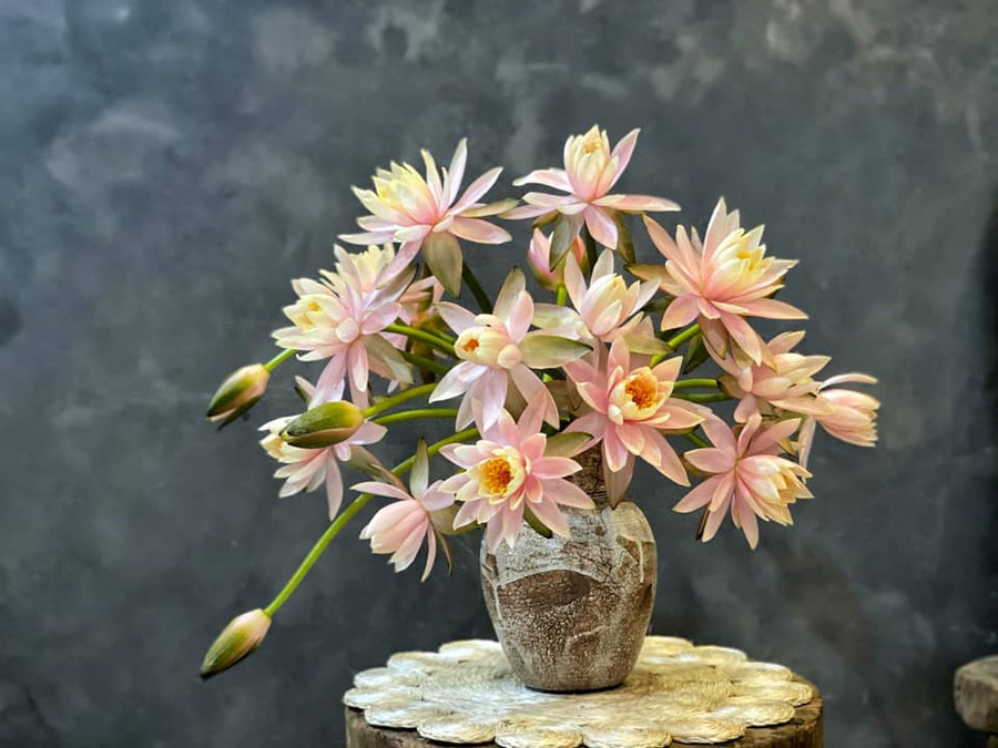 Cách dưỡng và cắm hoa súng đẹp "vạn người mê" của mẹ đảm ở Hà Nội ảnh 6