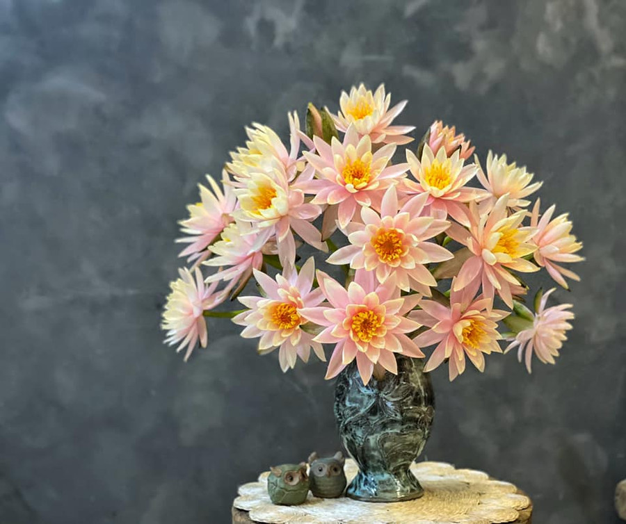 Cách dưỡng và cắm hoa súng đẹp "vạn người mê" của mẹ đảm ở Hà Nội ảnh 4