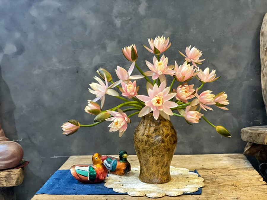 Cách dưỡng và cắm hoa súng đẹp "vạn người mê" của mẹ đảm ở Hà Nội ảnh 3