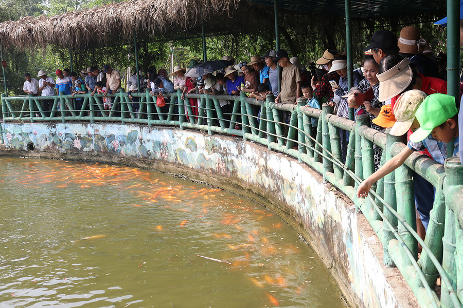 Ao cá Bác Hồ trở thành địa điểm thu hút khách đến tham quan, chụp ảnh tại khu di tích.