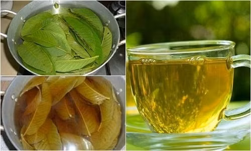 Những lợi ích thần kỳ đối với sức khỏe khi uống nước lá ổi mỗi ngày