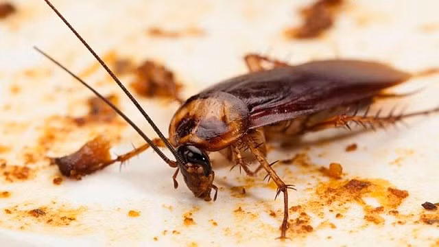 6 cách đuổi gián triệt để đơn giản bằng nguyên liệu tự nhiên, không dùng hóa chất - Hình 1