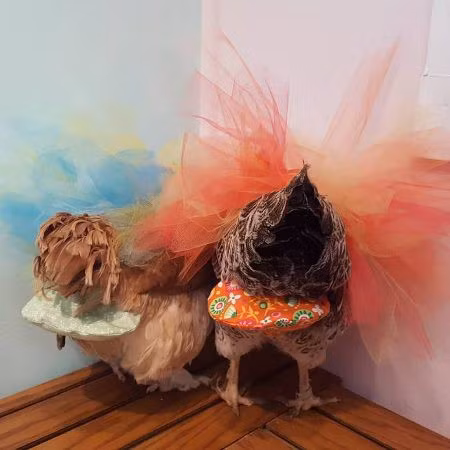 Bên cạnh tã, Julie còn bán kèm những phụ kiện khác cho gà