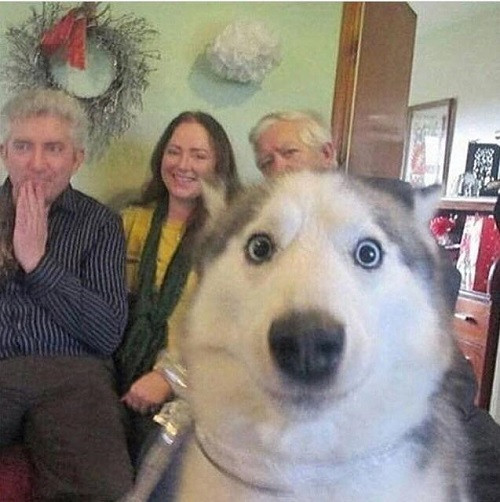 Bức ảnh đáng yêu.