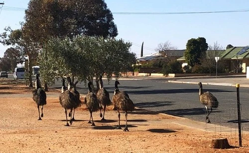 Đàn đà điểu đói khát tấn công thị trấn Australia