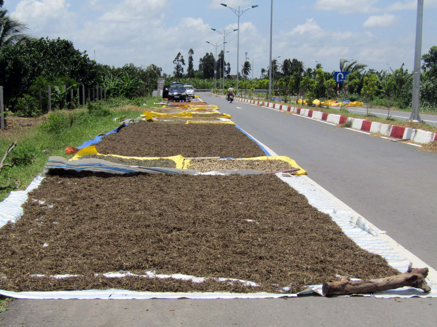 Gần 2/3 mặt đường bị lấn chiếm phơi cây thuốc (ảnh chụp ngày 11/8/2018)