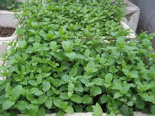 4-loai-rau-thom-giup-duoi-muoi-trong-nha