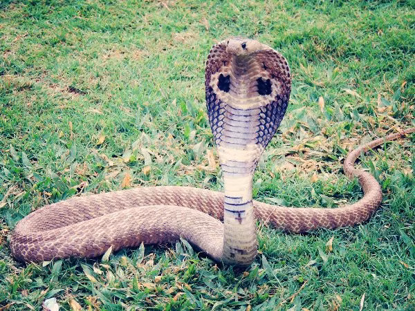 Cho rắn cắn để cai nghiện ma túy