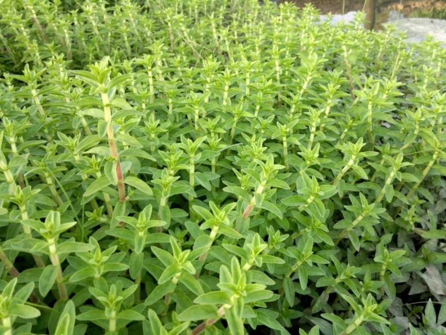 Chỉ cần 1 nắm rau ngổ, bạn có thể tự chữa khỏi tiệt 8 căn bệnh phổ biến không cần đến 1 viên thuốc 