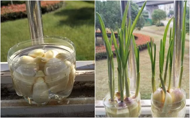 Không cần hạt giống vẫn tự trồng được 8 loại cây gia vị vừa đẹp lại ăn thoải mái, ai cũng phải mê