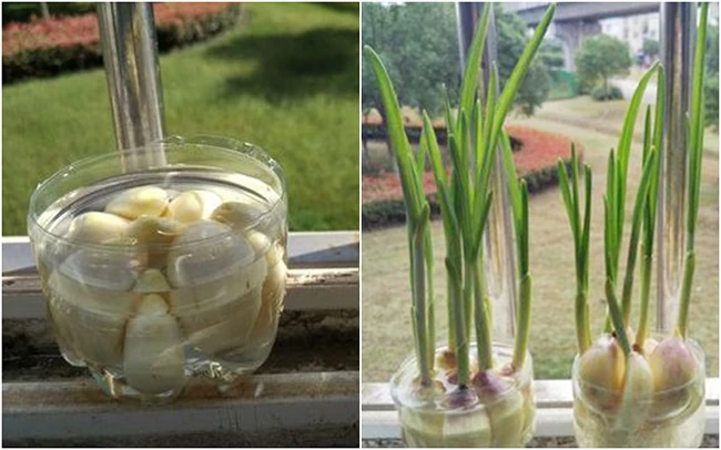 Không cần hạt giống vẫn tự trồng được 8 loại cây gia vị vừa đẹp lại ăn thoải mái, ai cũng phải mê
