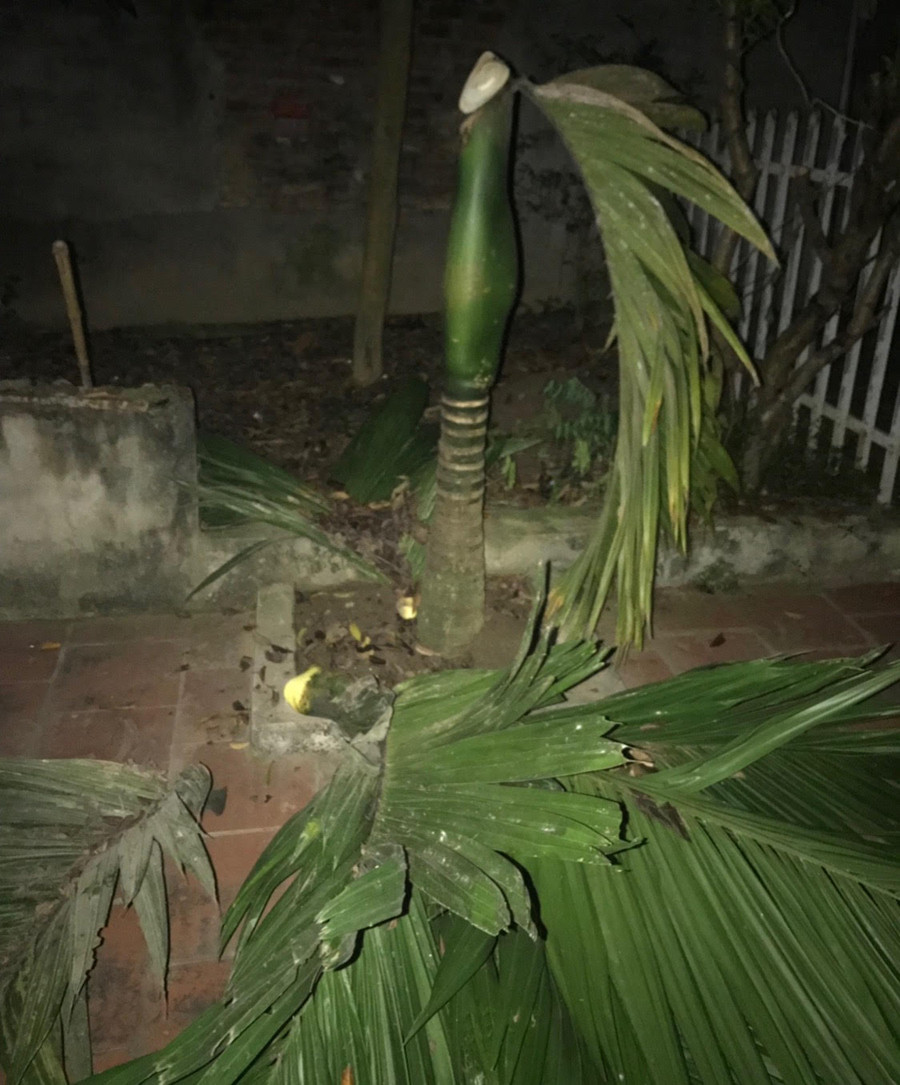 Cây cau ở sân nhà ông Thiêm bị đối tượng Sơn chém đứt. Ảnh: Gia đình bị hại cung cấp
