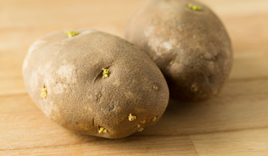 Toàn bộ cây khoai tây đều chứa glycoalkaloid, nhưng nồng độ cao nhất được tìm thấy ở lá, hoa, mắt, vỏ xanh và mầm. (Ảnh: ITN).