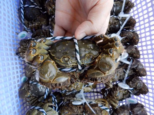 Con cua bé tí có vài lạng chỉ như cua đồng Việt Nam mà giá cả triệu-2
